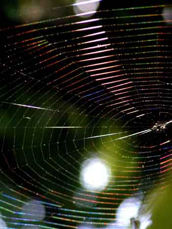 1-toile-araignee-30.jpg